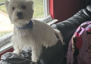 Westie