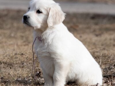 English Cream Golden Retriever Male Puppies