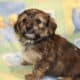 ICA registered Yorkiepoo