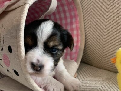 CHARLOTTE FEMALE TRI-colored YORKIE