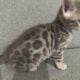 Bengal kittens