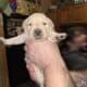 Labrador puppies