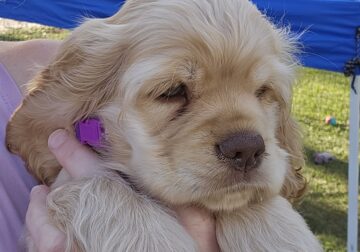 *Gracie* AKC Cocker Spaniel Female (Purple girl)