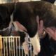 American Bully Catahoula Leopard/Boxer Puppies