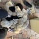 Labradoodle/Goldendoodle- Double Doodle puppies