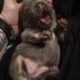 Isabella fluffy lilac tri french bulldog puppy