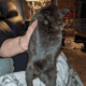 CKC Frenchton puppies 1 f 3 m 6 weeks