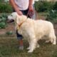 ENGLISH CREME GOLDEN RETRIEVER PUPPIES