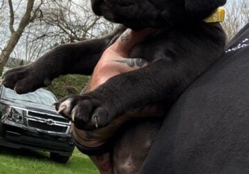ICCF Full Blooded champion bloodline Cane Corso Pu
