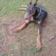 -Champion Line Doberman Pups-