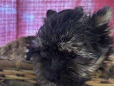 Neville-Yorkie x chorkie