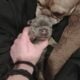 Registered Isabella fluffy French bulldog puppies