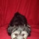 Robotnik Coton de Tulear APRI Mother’s day special