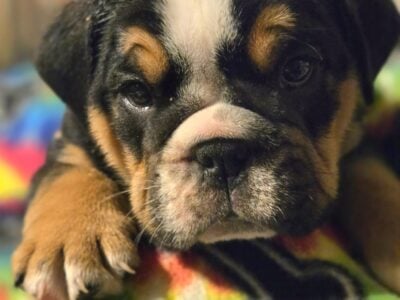 English bulldog puppies 6 weeks old