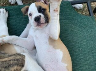 🐶 Adorable Female NKC American Bulldog Puppy