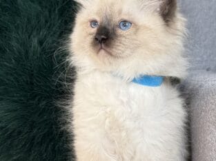 TICA Seal Colorpoint Male (blue collar)