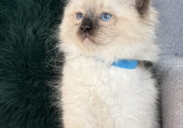 TICA Seal Colorpoint Male (blue collar)