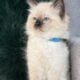 TICA Seal Colorpoint Male (blue collar)