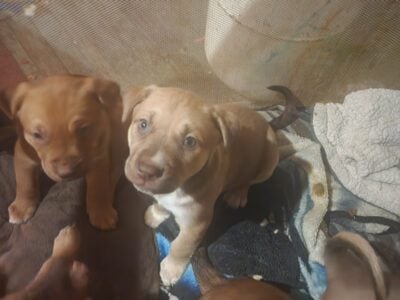 Husky and Pitbull mix puppies