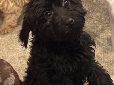 Black Mini Goldendoodles CKC