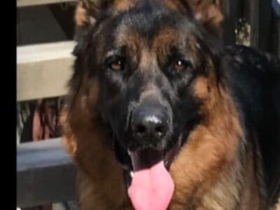 German Shepherd