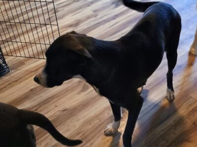 Princess free to good home