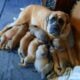 English Mastiff puppies