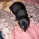 Mable – NE OK – Female Chihuahua
