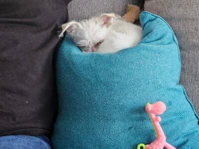 Tea cup female chihuahua bichon frise