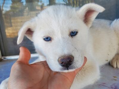 Husky puppies