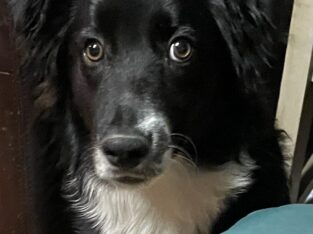 Australian Shepherd Male