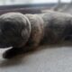 Cane Corso Puppies ICCF Registered