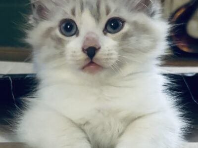 Beautiful Ragdoll kittens