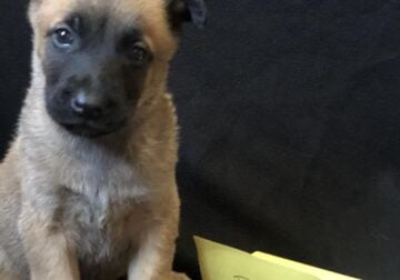 Belgian malinois/dutch shepherds