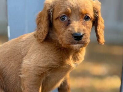 Miniature Goldendoodle 7weeks paperwork and shots