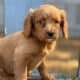 Miniature Goldendoodle 7weeks paperwork and shots