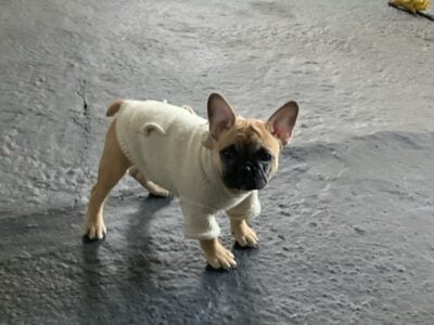 FRENCH BULLDOG PUPSS