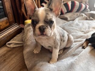 Bulldog puppy
