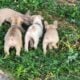 Frenchies