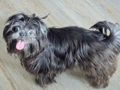 Shih TZU needs a loving home