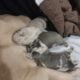 Registered Isabella fluffy French bulldog puppies