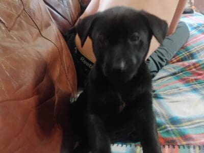 Black Lab mix