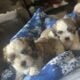 Shih Tzu Coton de Tulear Mix