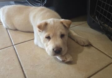 Shar Pei pups