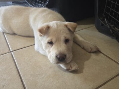 Shar Pei pups