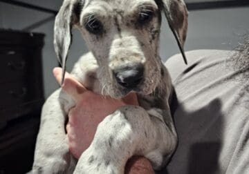 AKC GREAT DANE PUPPIES