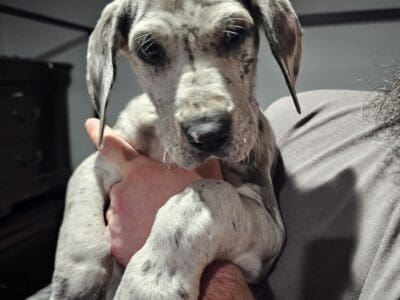 AKC GREAT DANE PUPPIES