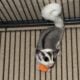 Sugar gliders