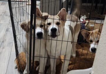 Beautiful female 5m akita Puppy – Marilyn Monroe