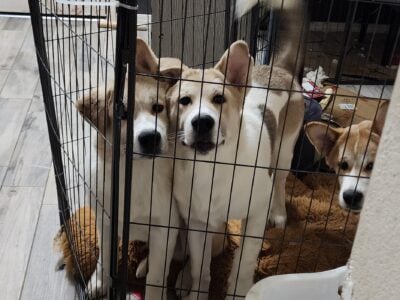 Beautiful female 5m akita Puppy – Marilyn Monroe